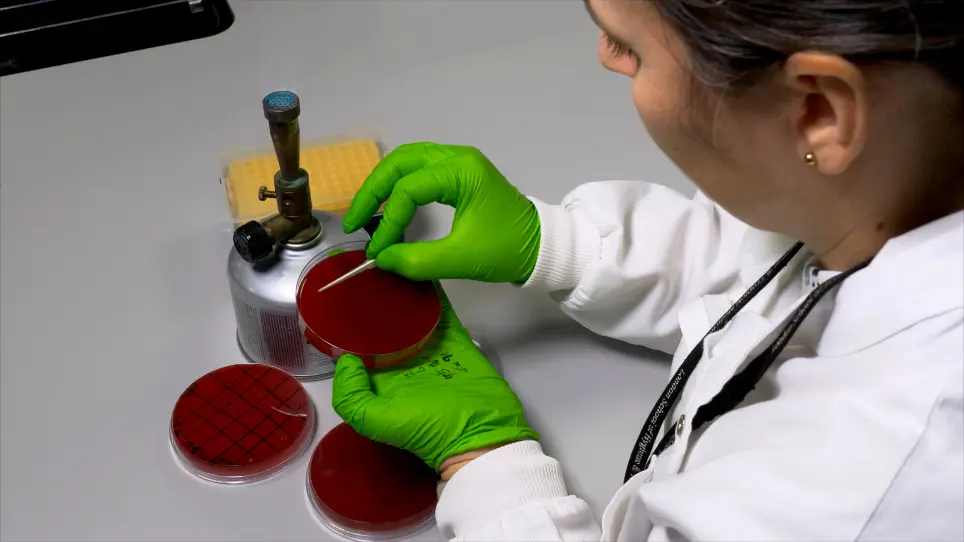 Constructing Mutants in Serotype 1 <em>Streptococcus pneumoniae</em> strain 519/43