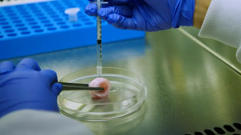 JoVE Research Video for A Proinflammatory, Degenerative Organ Culture Model to Simulate Early-Stage Intervertebral Disc Disease.
