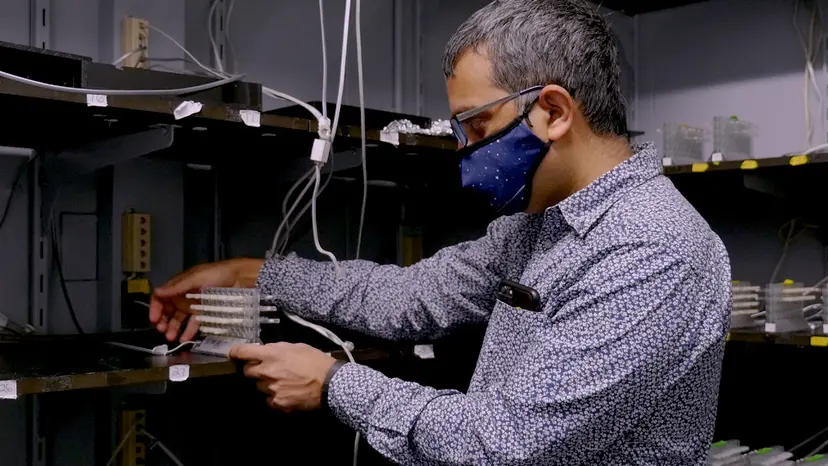 JoVE Research Video for The Sleep Nullifying Apparatus: A Highly Efficient Method of Sleep Depriving Drosophila