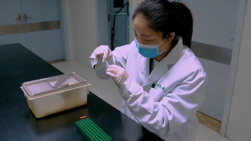 JoVE Research Video for Tumor Transplantation for Assessing the Dynamics of Tumor-Infiltrating CD8+ T Cells in Mice