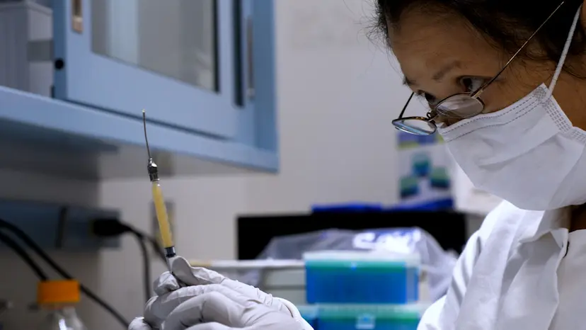 JoVE Research Video for Therapeutic Evaluation of Fecal Microbiota Transplantation in an Interleukin 10-Deficient Mouse Model