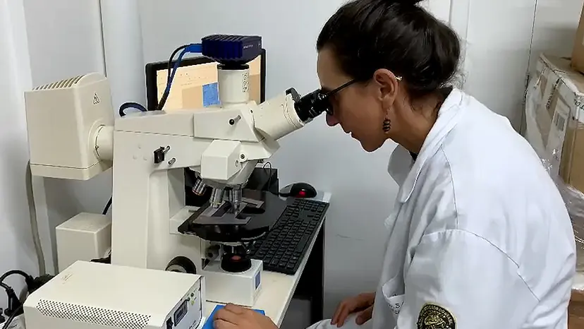 JoVE Research Video for Full-Circle Cauterization of Limbal Vascular Plexus for Surgically Induced Glaucoma in Rodents