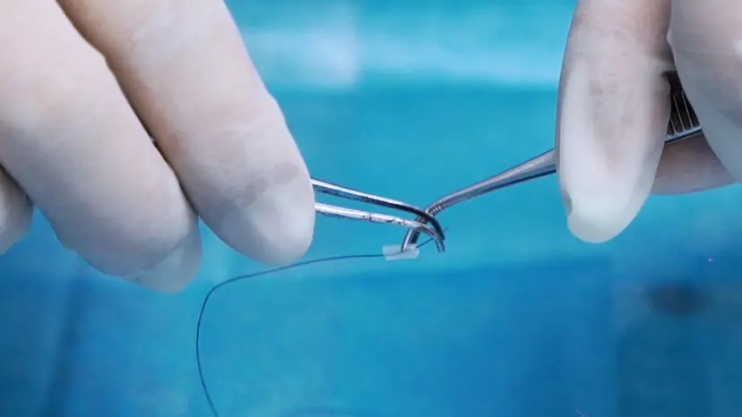 JoVE Research Video for Improved Rodent Model of Myocardial Ischemia and Reperfusion Injury