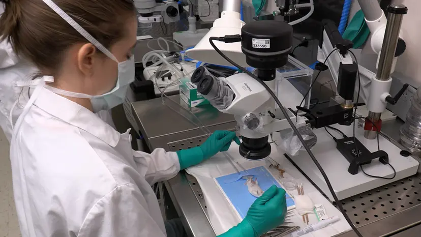 JoVE Research Video for A Heterotopic Mouse Model for Studying Laryngeal Transplantation