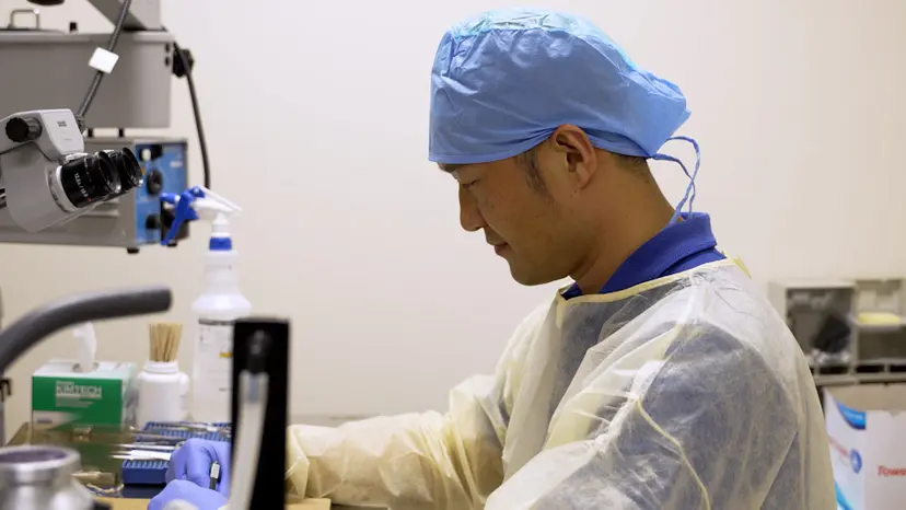JoVE Research Video for A Murine Model of Hemodialysis Access-Related Hand Dysfunction