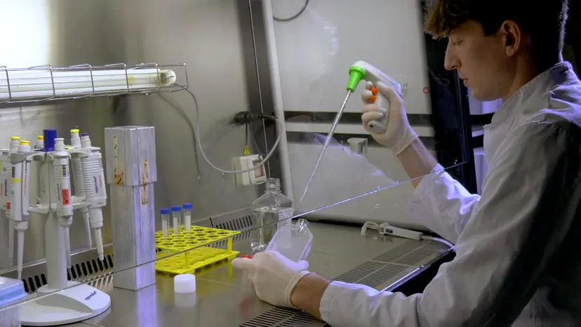 JoVE Research Video for Syngeneic Mouse Orthotopic Allografts to Model Pancreatic Cancer