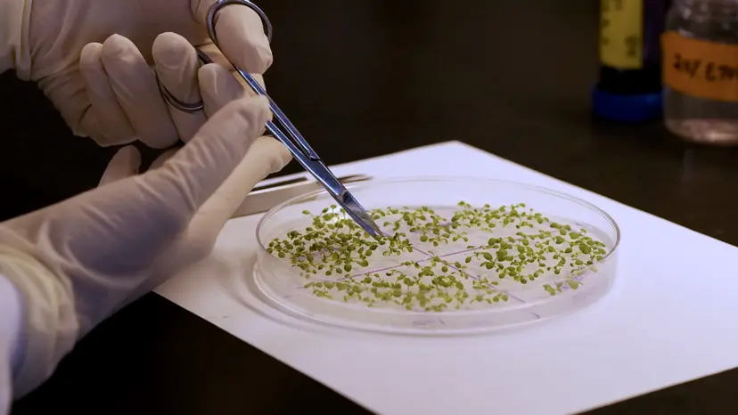 JoVE Research Video for Identification of the Genes Involved in Stomatal Development via Epidermal Phenotype Scoring