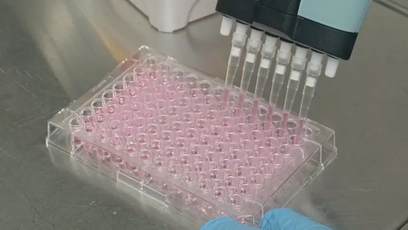 JoVE Research Video for Pseudotyped Viruses As a Molecular Tool to Monitor Humoral Immune Responses Against SARS-CoV-2 Via Neutralization Assay
