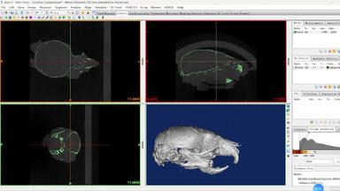 Analysis of Craniomaxillofacial Malformations in Mice Using Three-dimensional Microcomputed Tomography