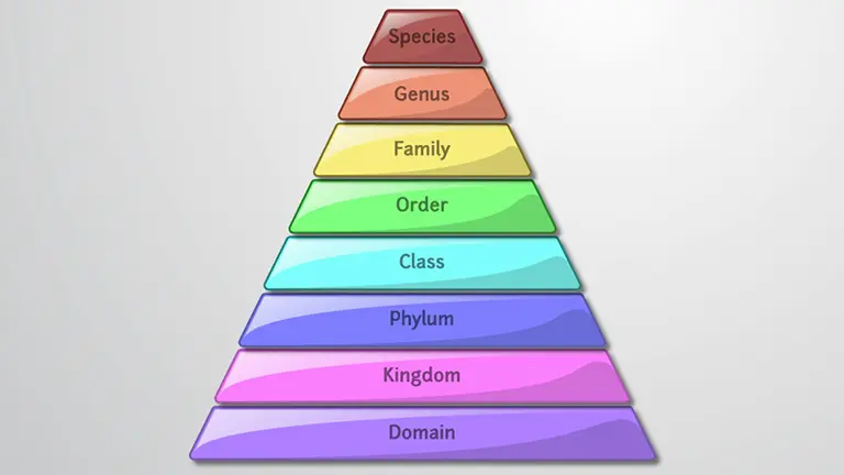 Taxonomy