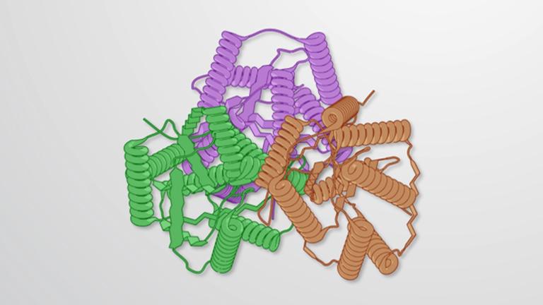 Protein Organization