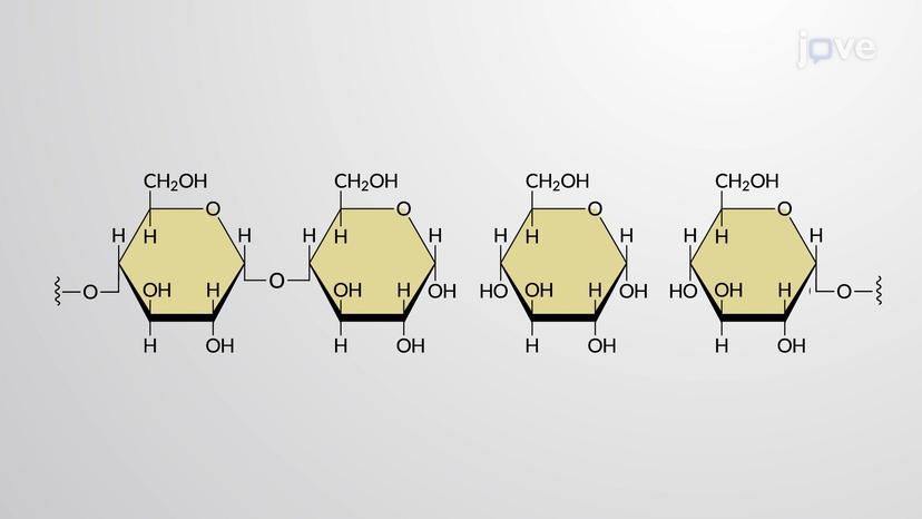 Dehydration Synthesis