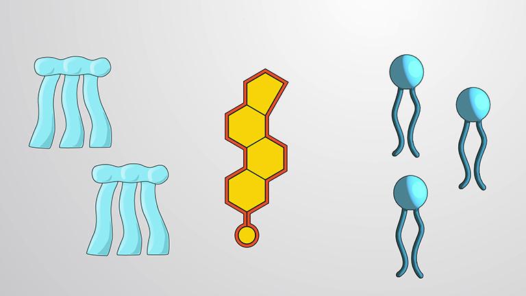 What are Lipids?