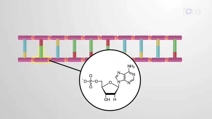 Nucleic Acids