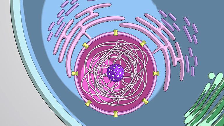 The Nucleus