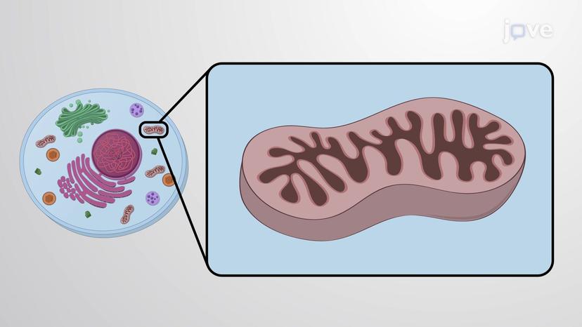 Peroxisomes and Mitochondria