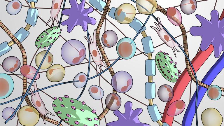 The Extracellular Matrix