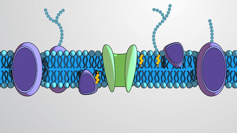 The Fluid Mosaic Model