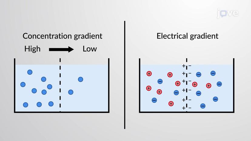 What is an Electrochemical Gradient?