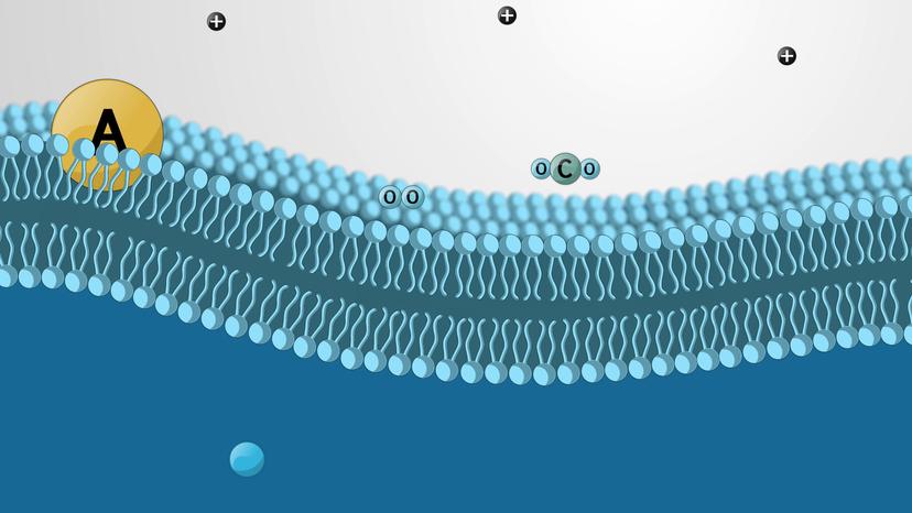 Diffusion