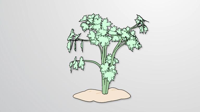 Tonicity in Plants