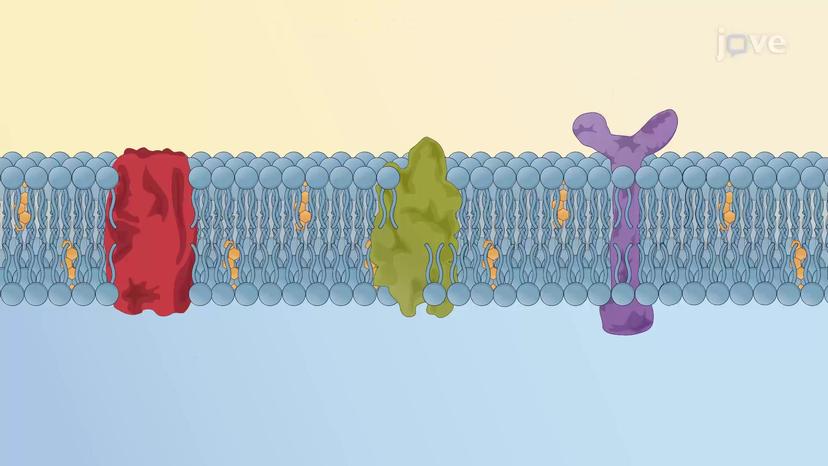 Introduction to Membrane Proteins