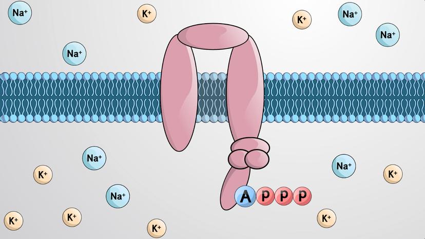 Primary Active Transport