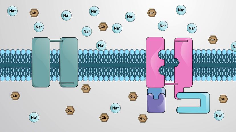 Secondary Active Transport