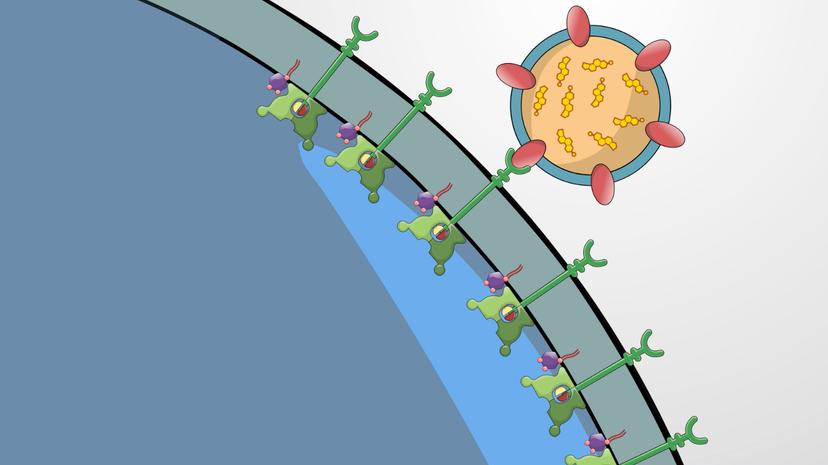 Receptor-mediated Endocytosis