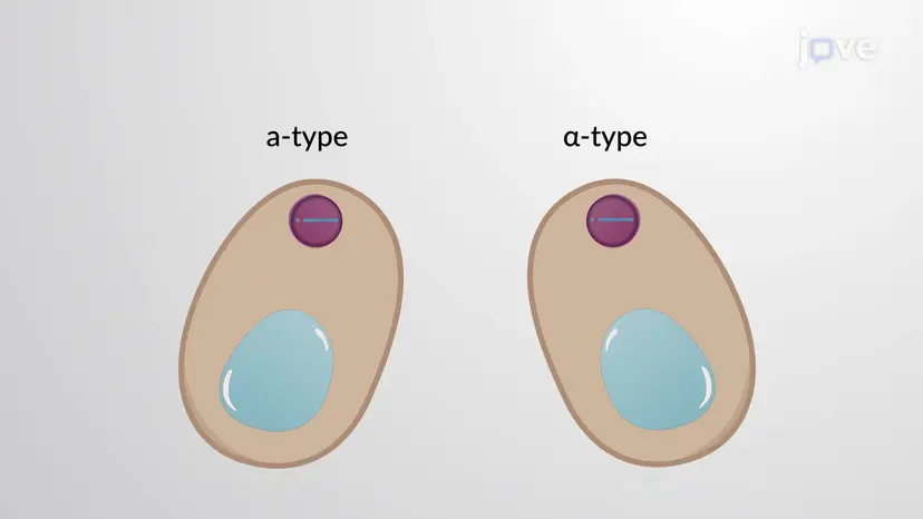 Yeast Signaling