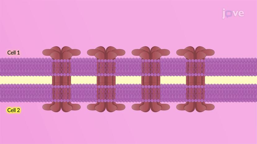 Contact-dependent Signaling