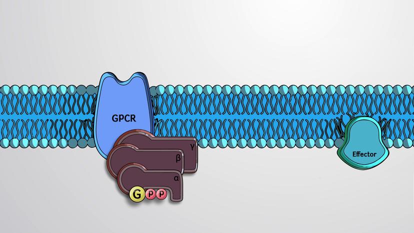 G-protein Coupled Receptors