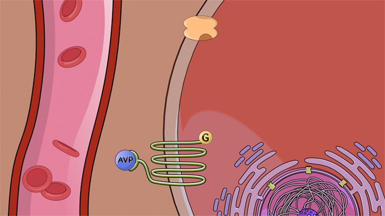 Endocrine Signaling