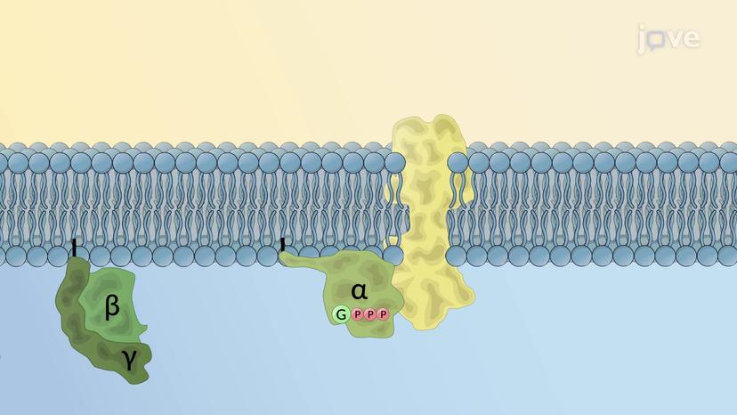 Intracellular Signaling Cascades