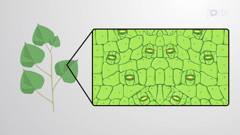 Ion Channels