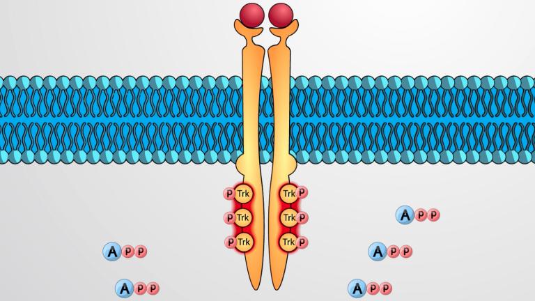 Enzyme-linked Receptors