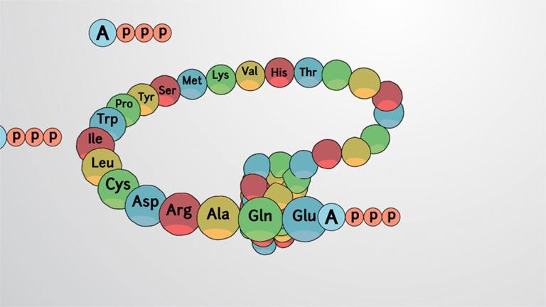 What is Metabolism?