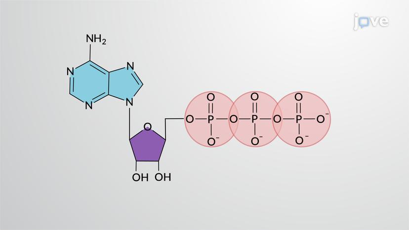 Hydrolysis of ATP