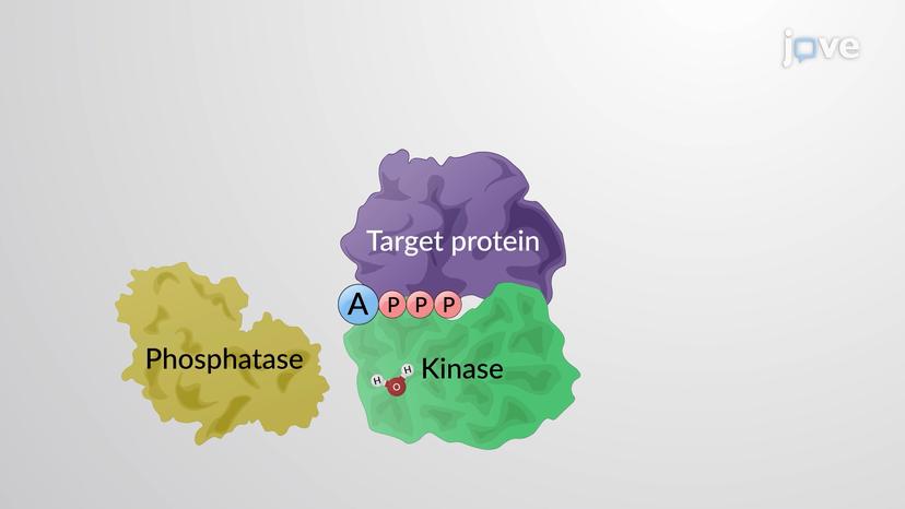 Phosphorylation