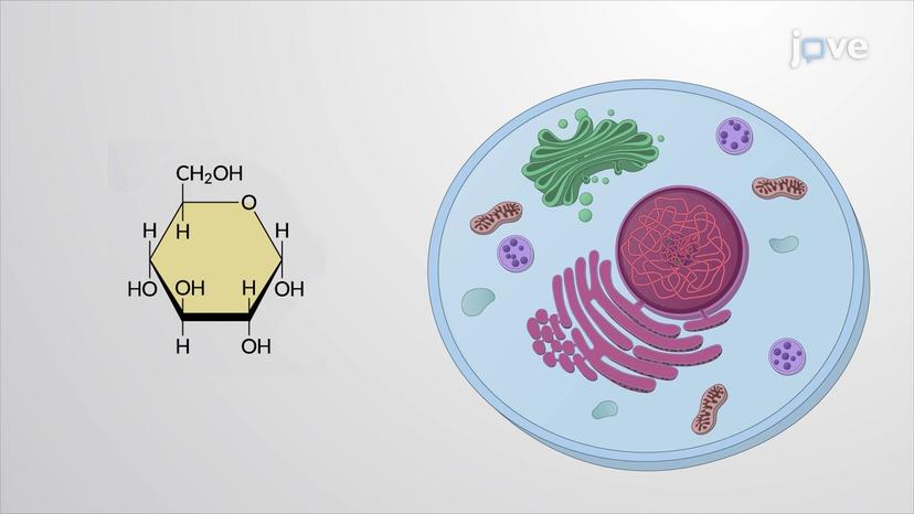 What is Glycolysis?