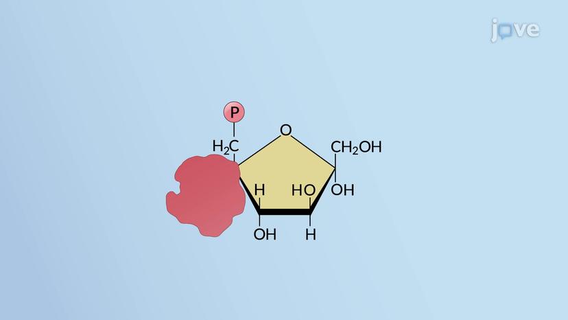 Energy-requiring Steps of Glycolysis