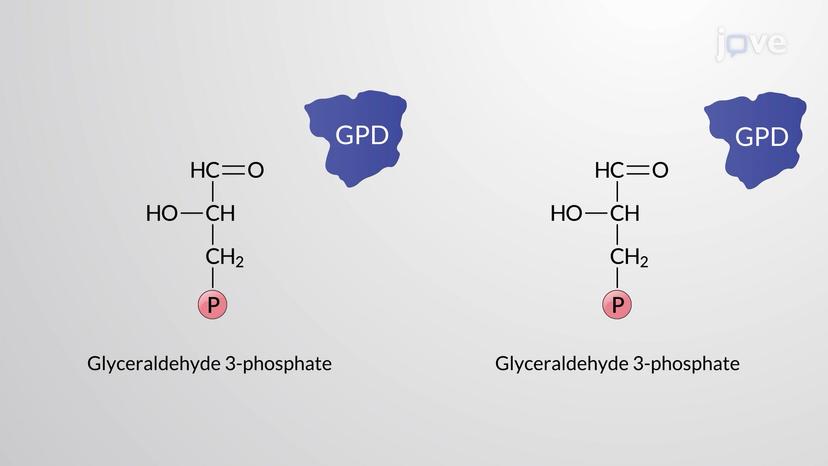 Energy-releasing Steps of Glycolysis