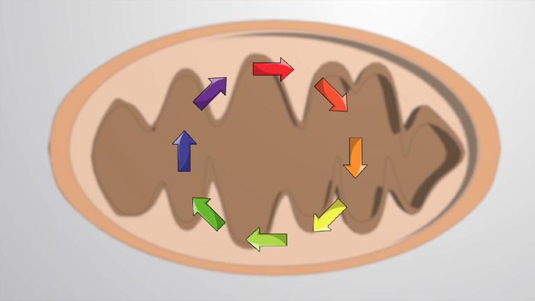 The Citric Acid Cycle