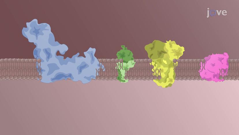 Electron Transport Chains