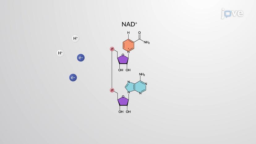 Electron Carriers