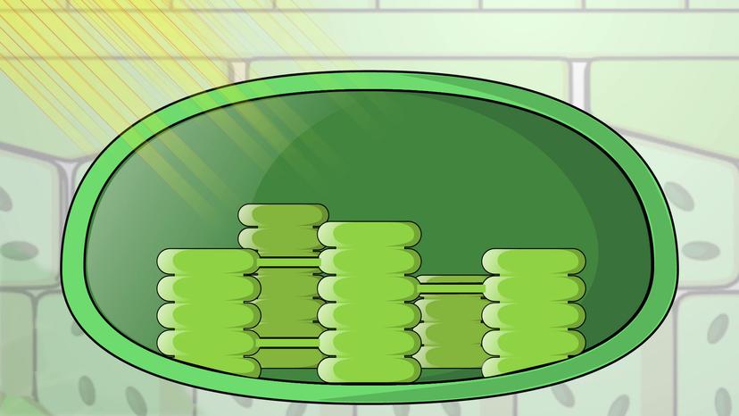 Anatomy of Chloroplasts