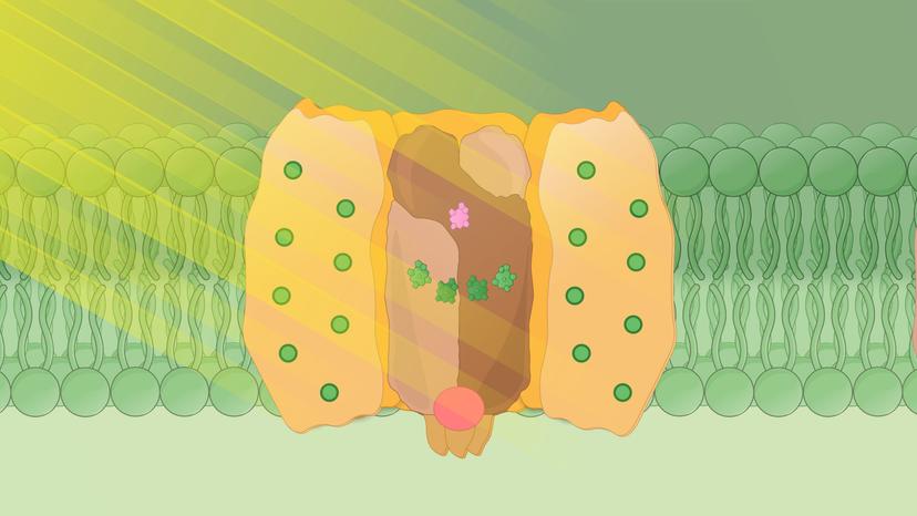 Photosystem II