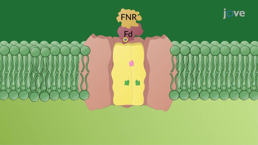 Photosystem I