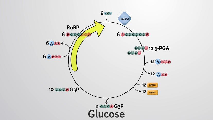 The Calvin Cycle