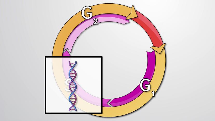 What is the Cell Cycle?